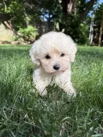 Theodore, a male Maltipoo for sale in Irvington, KY – 3 of 5