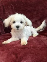 Harris, a male Maltese for sale in Irvington, KY – 4 of 10