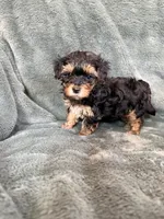 Mateo, a male Yorkipoo for sale in Irvington, KY – 7 of 7