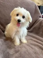 Henny, a female Maltese for sale in Irvington, KY – 7 of 10