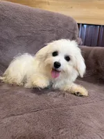 SALE!!! Hazel, a female Maltese for sale in Irvington, KY – 2 of 10