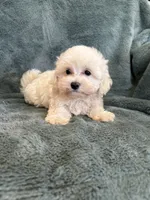 Theodore, a male Maltipoo for sale in Irvington, KY – 2 of 10