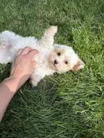 Juno, a male Maltipoo for sale in Irvington, KY – 4 of 10