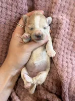 Dewdrop, a male Maltipoo for sale in Irvington, KY – 1 of 6