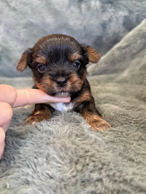 Dash, a male Yorkshire Terrier for sale in Irvington, KY – Photo 1 of 6