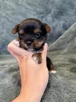 Dash, a male Yorkshire Terrier for sale in Irvington, KY – Photo 6 of 6
