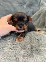 Dash, a male Yorkshire Terrier for sale in Irvington, KY – Photo 4 of 6