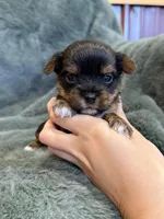 Dash, a male Yorkshire Terrier for sale in Irvington, KY – Photo 2 of 6