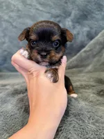Dash, a male Yorkshire Terrier for sale in Irvington, KY – Photo 3 of 6