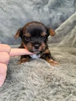 Dash, a male Yorkshire Terrier for sale in Irvington, KY – Photo 5 of 6