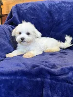 SALE!! Harris, a male Maltese for sale in Irvington, KY – 3 of 10