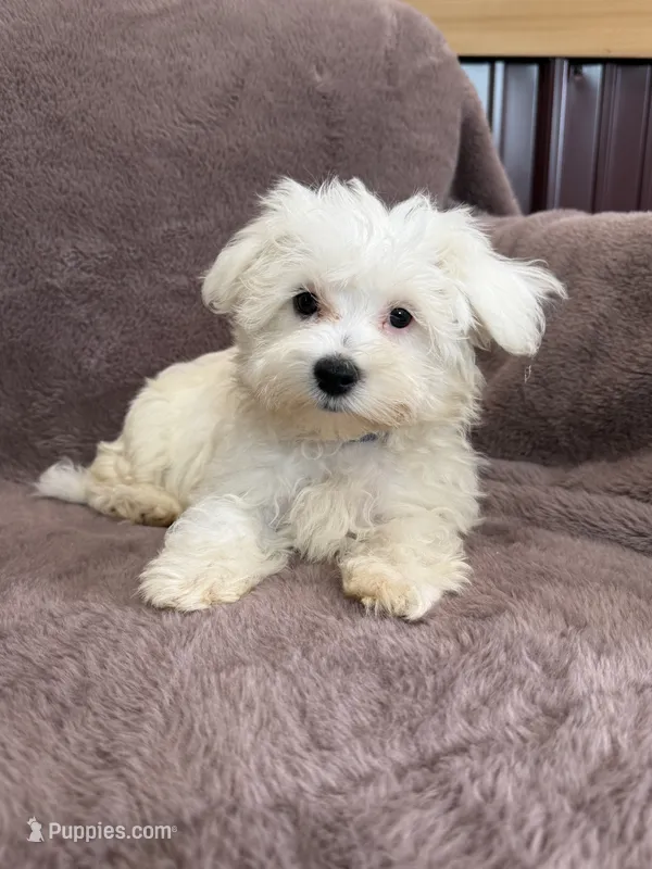Hannah – Maltese puppy for sale in Irvington, KY