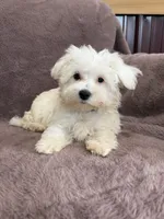 Hannah, a female Maltese for sale in Irvington, KY – 1 of 10
