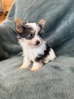 Yoshi, a male Yorkshire Terrier for sale in Irvington, KY – 10 of 10
