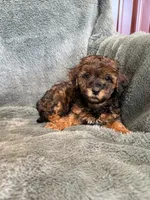 Brody, a male Poodle - Toy  for sale in Irvington, KY – 2 of 6