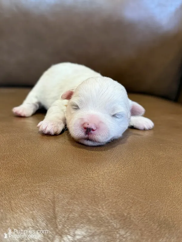 Koby  – Maltese puppy for sale in Irvington, KY