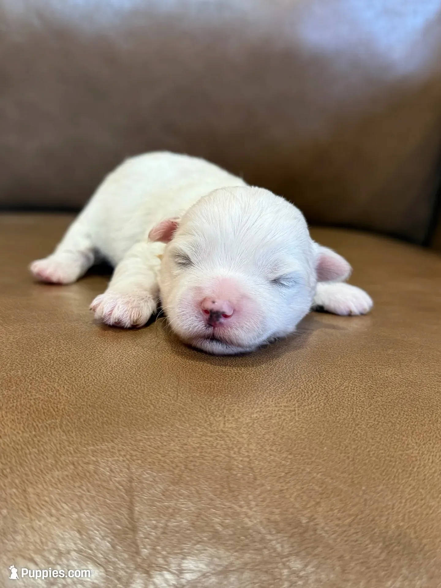 Koby , a male Maltese for sale in Irvington, KY – 1 of 4
