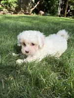 Juno, a male Maltipoo for sale in Irvington, KY – 6 of 10