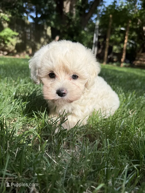 Theodore – Maltipoo puppy for sale in Irvington, KY