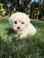 Theodore, a male Maltipoo for sale in Irvington, KY – 1 of 5