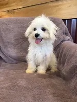 SALE!!! Hazel, a female Maltese for sale in Irvington, KY – 10 of 10