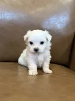 Hughie, a male Maltese for sale in Irvington, KY – 8 of 8