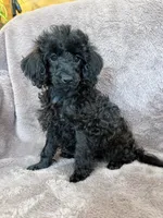 Friskie, a female Poodle - Toy  for sale in Irvington, KY – 3 of 10