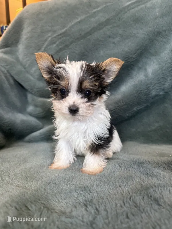Yoshi – Yorkshire Terrier puppy for sale in Irvington, KY