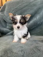 Yoshi, a male Yorkshire Terrier for sale in Irvington, KY – 1 of 10