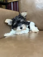 Yarrow, a male Yorkshire Terrier for sale in Irvington, KY – 4 of 6
