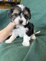 Sunny, a male Yorkshire Terrier for sale in Irvington, KY – 2 of 10