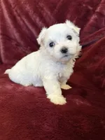 Hazel, a female Maltese for sale in Irvington, KY – 9 of 10