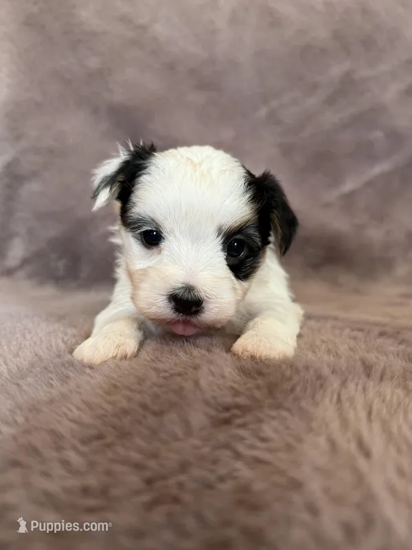 Cookie – Morkie puppy for sale in Irvington, KY