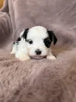 Cookie, a female Morkie for sale in Irvington, KY – Photo 2 of 5