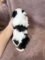 Cookie, a female Morkie for sale in Irvington, KY – Photo 5 of 5