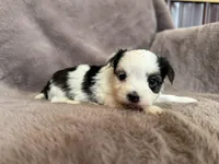 Cookie, a female Morkie for sale in Irvington, KY – Photo 3 of 5