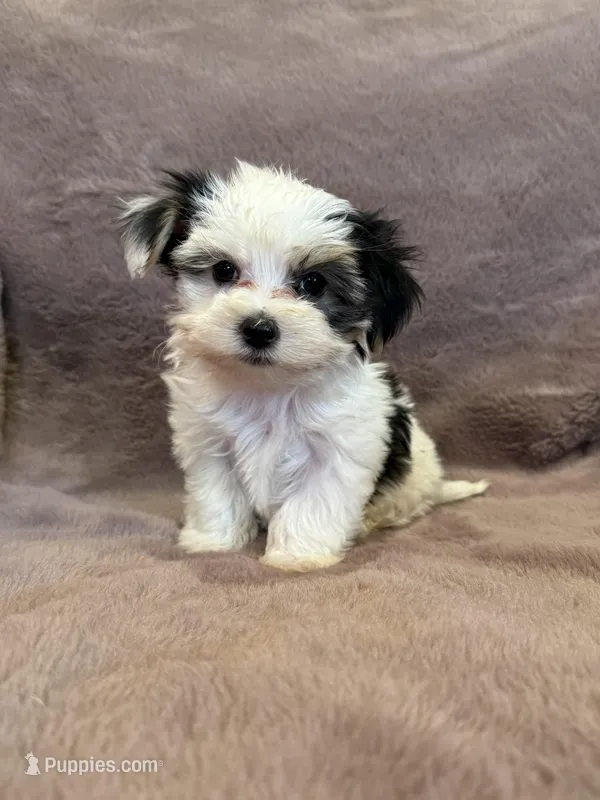 Cookie – Morkie puppy for sale in Irvington, KY