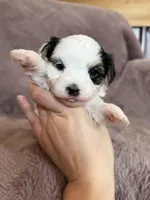 Cookie, a female Morkie for sale in Irvington, KY – Photo 4 of 5