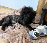 Bob, a male Poodle - Toy  for sale in Irvington, KY – 2 of 10