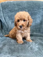 Bark, a male Poodle - Toy  for sale in Irvington, KY – 4 of 7