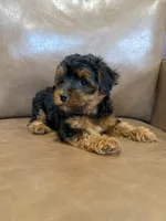 Petey, a male Yorkipoo for sale in Irvington, KY – 8 of 10