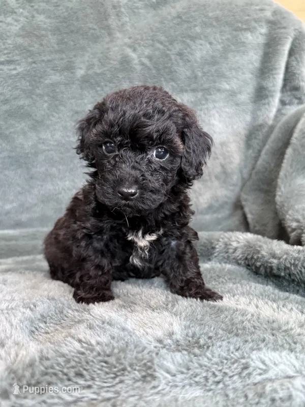 Black boy – Poodle - Toy  puppy for sale in Irvington, KY