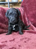 Paisley, a female Yorkipoo for sale in Irvington, KY – 6 of 8