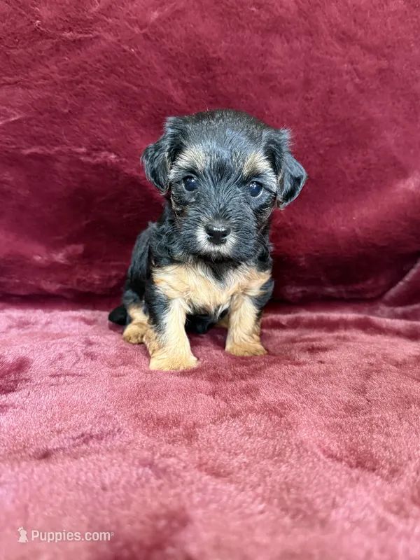 Pixie – Yorkipoo puppy for sale in Irvington, KY