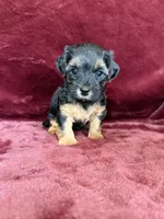 Pixie, a female Yorkipoo for sale in Irvington, KY – 1 of 8