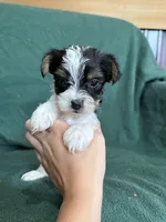 Sammy, a male Yorkshire Terrier for sale in Irvington, KY – 2 of 7