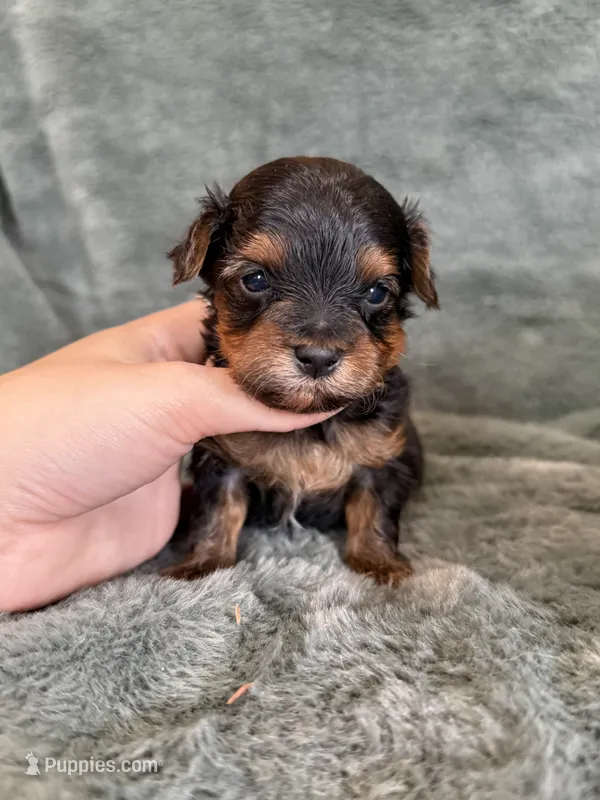 Mochi – Yorkipoo puppy for sale in Irvington, KY
