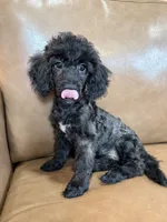 Bob, a male Poodle - Toy  for sale in Irvington, KY – 9 of 10