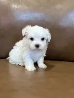 Harris, a male Maltese for sale in Irvington, KY – 6 of 6