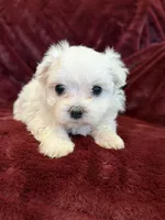 Helen, a female Maltese for sale in Irvington, KY – 7 of 10